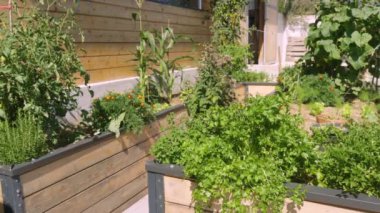 CLOSE UP: Raised garden beds with a variety of thriving vegetables and herbs. Beautiful domestic garden with green veggies grown in a healthy organic way. Seasonal food production in the backyard.