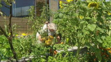A thriving vegetable garden and an elderly lady pulling weeds from raised beds. A wide selection of vegetables and herbs growing in permaculture garden, which is beautifully tended by the gardener.