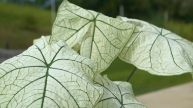 CLOSE UP, DOF: Detailed view of white caladium leaves with intricate pattern of green veins on an outdoor patio. Stunning natural beauty of a tropical houseplant and its textured variegated foliage.