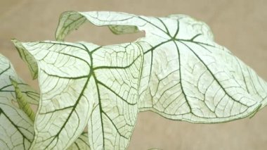 CLOSE UP, DOF: White Christmas Caladium leaves with a striking green vein pattern, highlighting their detailed and delicate structure. Beautiful exotic houseplant and its textured variegated foliage.