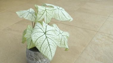 CLOSE UP: Caladium Angel Wings plant in a decorative pot placed on a tile floor. Vibrant green veins and white leaves of beautiful exotic houseplant create a striking contrast and intricate pattern.