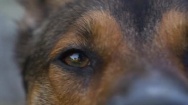 CLOSE UP, DOF: Beautiful and curious brown eyes of a cute mixed breed shepherd dog, showing the expressive and attentive nature of a loyal furry companion. Amazing details of dogs facial features.