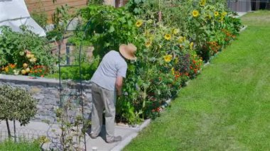 AERIAL: Elderly female gardener tending to thriving veggies in a raised garden. The lush garden is rich with a variety of vegetables, flowers and herbs that are all well organized in raised beds.