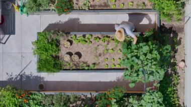 AERIAL TOP DOWN: Caring elderly woman tends to her lush raised vegetable garden. Female gardener working diligently among lush and organically grown vegetables in her backyard oasis on a sunny day.