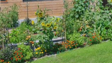 AERIAL: Thriving vegetables and herbs among blooming flowers in lush garden. Neatly organized backyard oasis for home gardening and growing healthy and organic food. Sustainable living in countryside.