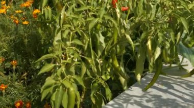 CLOSE UP: Green chili peppers are thriving in a lush garden, surrounded by vibrant marigolds. Healthy plants with ripening fruits in a well maintained vegetable garden. Homegrown food in summer.