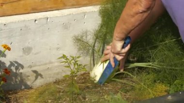 CLOSE UP: Digging large and organically grown fennel bulb from a raised bed. Gathering fresh and healthy homegrown vegetables directly from the soil, showcasing rewarding benefits of home gardening.