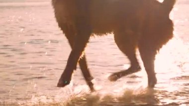 Yaklaş, LENS FlaRE: eğlenceli köpek atlama ve altın gün batımı ışığında parlayan sığ deniz suyunda çalışan. Su damlaları sıcak güneş ışığında parıldıyor. Heyecanlı köpek, akşam kumsalında yürümekten hoşlanıyor..