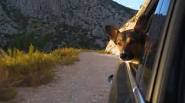 Maceracı köpek altın ışıkta çakıllı bir yolda araba sürerken araba camından dışarı bakar. Tatlı köpek esintinin ve manzaranın tadını çıkarırken aynı zamanda resimli Dalmaçya kırsalını keşfediyor..