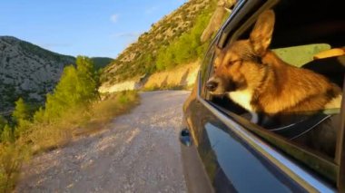 Sürücü bir arabanın camından bakarken sevimli bir köpek gözlerini kırpıyor. Doggo, güneşli Dalmaçya 'da çakıllı bir sahil yolunda giderken arabanın camından esen taze esintiyi hissediyor..