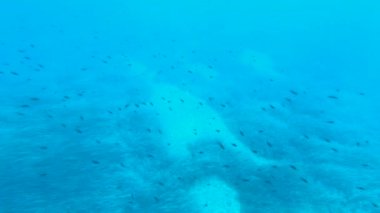 Kumlu deniz yatağı ve deniz otlarının üzerinde küçük balık sürüleri arasında yüzüyor. Dalmaçya kıyıları boyunca Adriyatik Denizi 'nin saf ve el değmemiş sularında inanılmaz mavi. Deniz altında sakinlik