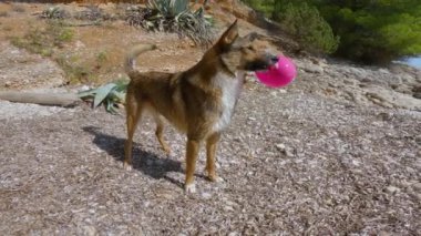 Heyecanlı bir köpek, ağzında pembe bir balonla küçük bir sahilde oynuyor. Canlı melez, kuyruğunu sallayan bir köpek yeni bir oyuncaktan memnun ve Adriyatik sahilinde güneşli bir yaz gününün tadını çıkarıyor..