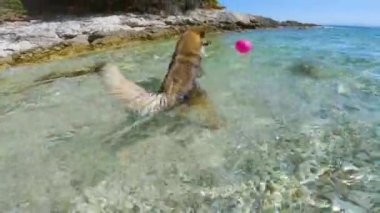 Canlı melez bir köpek, kristal berrak mavi Adriyatik Denizi 'nde pembe bir balonla oynuyor. Heyecanlı genç köpek yeni bir oyuncağın peşinden zıplıyor ve yüzüyor. Kürklü hayvan güzel bir sahilde yaz gününün tadını çıkarıyor.