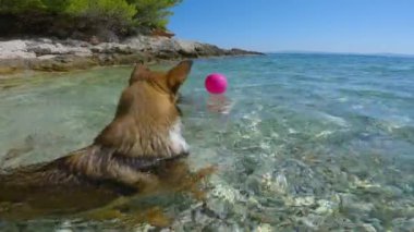 Yüzen köpek, yüzen pembe bir balonu kapar ve sahile geri getirir. Sevimli kahverengi köpek, güzel Adriyatik sahilinde güneşli bir günde yeni bulduğu oyuncağıyla oynamayı seviyor..