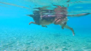 Adriyatik Denizi 'nin inanılmaz berrak sularında melez bir köpeğin pençeleri. Canlı köpek, Dalmaçya 'nın bozulmamış doğasında yaz tatilinde kristal mavi deniz suyunda yüzmeyi sever..