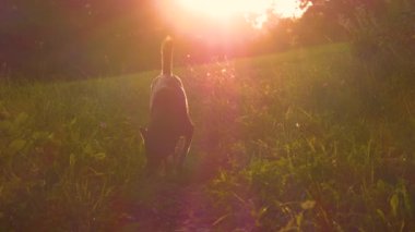 Gün batımında çayırda gezinen sevimli kahverengi melez bir köpeğin sinematik görüntüsü. Meraklı köpek yavrusu güneşli bir yaz akşamında çayırın etrafını kokluyor. Kırsal alanda evcil hayvan.