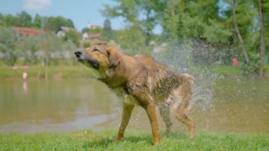 Soğuk nehirde yüzdükten sonra, oynak ıslak köpek yavrusu suyu silkeliyor. Bir derede oynadıktan sonra kurutmak için ıslak paltosunu sallayan sevimli melez bir köpeğin sinematik çekimi..