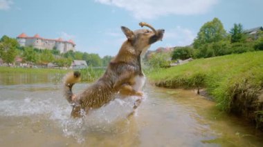 Kaygısız, kahverengi kaplamalı barınak köpeği sıcak bir yaz günü gidip getirme oyunu oynarken dereden bir sopa çıkarır. Kahverengi kaplı köpek, ağzında bir sopayla nehirden atlıyor..