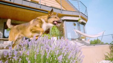 Sevimli genç köpek yavrusu evden kaçar ve güneşli bir yaz gününde lavanta çalılarının üzerinden atlar. Şirin barınak köpeği dışarıda koşup lavanta çalılarının üzerinden atlarken eğleniyor..