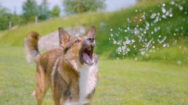 Şirin kahverengi köpek yavrusu sıcak bir yaz gününde soğuk suyla ıslanıverir. Oyuncu melez köpek oyun saatinden sonra ağzıyla su yakalamaya çalışır. Şirin köpek suyla eğleniyor..