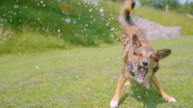 Çalkantılı melez köpek, oyun saatinden sonra ağzıyla su yakalamaya çalışır. Sıcak bir yaz gününde tatlı kahverengi köpek yavrusuna soğuk su sıkarlar. Şirin köpek suyla eğleniyor..