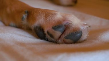 Uyuyan sevimli melez bir köpek yavrusunun pençelerinin detaylı bir görüntüsü. Evlat edinildikten sonra yumuşak battaniyenin üzerinde uyurken bir barınak köpeğinin ayağına yakın çekim. Sevimli kahverengi yavru köpek pençesi.