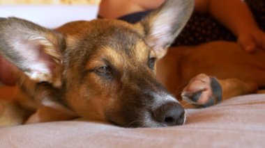 Sevimli kahverengi melez köpek, tanınmayan bayan sahibine sarılıp kanepede yatar. Şirin barınak köpeği, yeni sıcak evinde, bilinmeyen bir kadınla uyuyakalıyor..