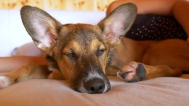 Şirin barınak köpeği, yeni sıcak evinde, kimliği belirsiz bir kadınla uyuyakalıyor. Sevimli kahverengi melez köpek, tanınmayan bayan sahibine sarılıp kanepede yatıyor..