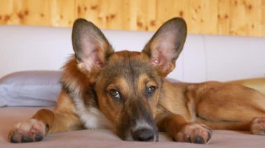 Karışık cins köpek yavrusu ve sevimli gözleri uzun bir uykudan sonra eve bakıyor. Yumuşak kulaklı sevimli kahverengi köpek yeni evindeki yumuşak kanepeye uzanıyor. Evlat edinme sonrası barınak köpeği