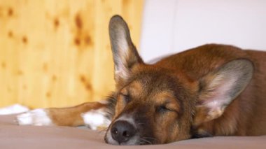 Barınaktan evlat edinildikten sonra sevimli sarkık kulaklı yorgun kahverengi köpek rahat yeni kanepede uyur. Hoş bir melez köpek fotoğrafı. Rahat yeni evinde uyuyor..