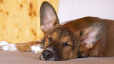 Sarkık kulaklı genç kahverengi köpek yeni evindeki yumuşak kanepede uzanıyor. Yumuşak battaniyenin üzerinde uzanmış küçük köpek yavrusu evin etrafına bakıyor. Sevimli barınak köpeği evlat edinildikten sonra dinleniyor..