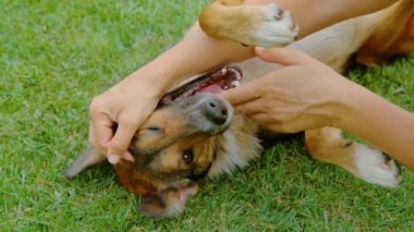 Şirin köpek, sahibinden bir göbek masajı alırken çimenlerin üzerinde sırt üstü uzanıyor. Yeşil, çimenli bir bahçede geçen köpekle sahibi arasındaki etkileşimin neşeli anı..