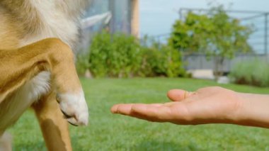 Köpek ve insan eli, yeşil bahçede pençe tokalaşmasına tutuştular. Köpek patisi sahibinin avucunun içinde, eğitim sırasında oluşan güven ve dostluk jestini yansıtıyor..