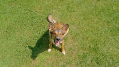 PORTRAIT, Yavaş Hareket: karışık cins köpek yeşil bahçe çimenleri üzerinde oturan ve havlayan. Evde bekçilik eğitimi alan esmer köpekçik. Sadık bir evcil hayvanla açık hava aktiviteleri için güneşli bir yaz günü.