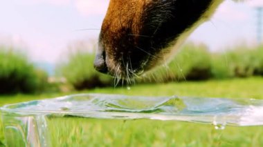 Görünür bir dil ve su damlatan bir köpeğin klozetten su içmesi. Susamış köpekçik, bahçede koşup oynadıktan sonra çimlere konan cam bir kaseden su içer..