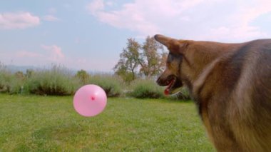 Oyun saatinde evin arka bahçesinde pembe bir balon patlarken neşeli bir kahverengi köpek ürker ve ürker. Köpek balonu kovalarken heyecanlanıyor. Yaz bahçesinde neşe ve eğlence ortamı.