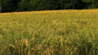 Batan güneşle aydınlatılan, orman zeminli yemyeşil bir buğday tarlası. Altın olgunlaşan buğdayla koyu yeşil orman arasında güzel bir tezat var. Yaz mevsiminde kırsal alan manzarası.
