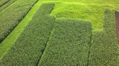 AERIAL: Patch of green grass among lushly growing and neatly arranged cornfields. Stunning patterns of crops on cultivated areas during growth period in summer. Food production in the countryside.