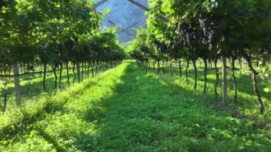 Olgun üzümlerle dolu yemyeşil sarmaşıklarla çevrili bir üzüm bağının içinden geçen sessiz bir patika. İtalya vadisinde güzel manzaralı üzüm bağlarında bol miktarda hasat umudu.