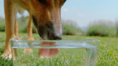 Köpek içerken, su damlacıkları kaseden su damlacıkları sıçrıyor. Kahverengi köpek sıcak bir yaz gününde bahçede oynadıktan sonra cam kaseden taze su içerek kendini yeniliyor..