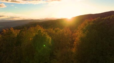 AERİAL, LENS FlaRE: sonbahar renk paleti içinde resimli orman manzarası. Canlı renkli orman ağaçları batan güneşin altın akşam ışığında parlıyordu. Sonbahar mevsiminin inanılmaz güzelliği.