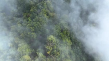 Sonbahar sisleriyle nazikçe örtülü, yaprakların rengini sonbahar renklerine değiştiren gür orman tepe örtüsü. Huzurlu ve ruhani atmosfer, el değmemiş manzaranın doğal güzelliğiyle birleşir..