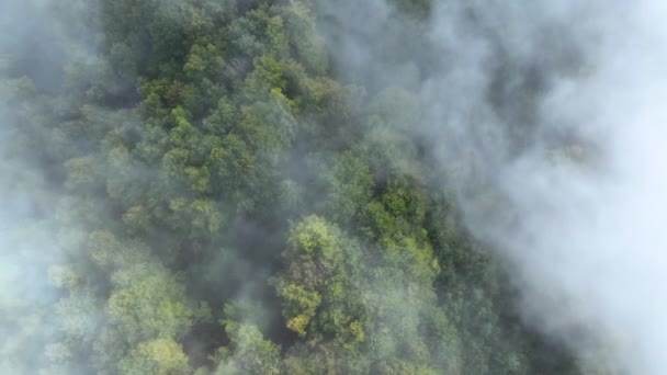TOP DOWN AÉRIEN : Canopée forestière luxuriante au feuillage changeant de couleur en teintes automnales, doucement voilée par les brouillards automnaux. Atmosphère sereine et aérienne combinée à la beauté naturelle du paysage vierge.