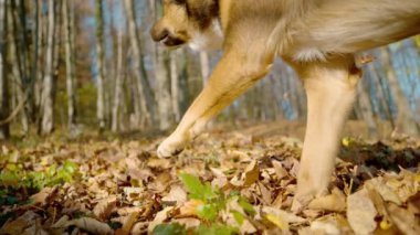 Yavaş hareket, düşük açılı görüş: köpek sonbahar yapraklarıyla kaplı ormanda koşuyor. Devrilen ağaç yaprakları, güzel güneşli bir günde enerjik kahverengi bir köpek içinden geçtiğinde havada uçar..