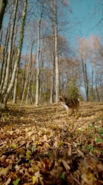 Uçan düşen yapraklar ve sonbahar ormanlarında koşan bir köpek. Neşeli, melez bir köpek ormanda keyifli bir yürüyüşe çıkmış. Doğada harika güneşli bir gün, sonbaharın gölgesinde renkli..