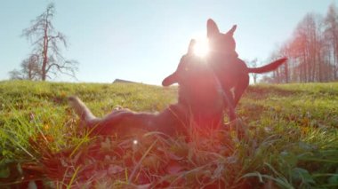 Bir çift köpek, güneşli bir sonbahar gününde, neşeli bir hakimiyet oyununa girişiyor. Renkli yapraklarla dolu bir çayır üzerindeki iki sevimli hayvan arasındaki eğlenceli ve dinamik etkileşim..