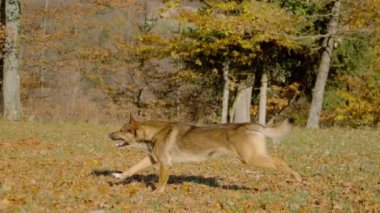 Atletik kahverengi köpek canlı bir sonbahar manzarasında neşeyle koşar. Açık havada güneşli bir sonbahar gününde renkli yaprakların arasında oynayan evlatlık bir barınak köpeğinin özgürlüğü ve neşesi.