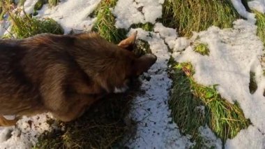 Kahverengi bir köpek, yeşil bir çayırda, ilk kar parçalarının arasına çukur kazıyor. Sonbahar yürüyüşleri sırasında, sonbaharın kışa dönüştüğü bir köpeğin doğal merakı ve neşesi..