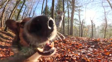 Yavaş hareket, LENS FlaRE: oyuncu melez köpek sonbahar ormanı bir yürüyüş sırasında bir sopa alır ve sahibine götürür. İnsan ve evcil hayvanı sonbahar renkleriyle çevrili güneşli bir günün tadını çıkarırlar..