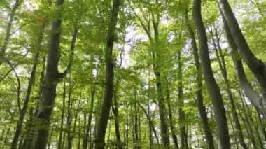 Güneş ışığı, yaprak döken bir ormanın canlı yeşil gölgesinde parlar. Ağaçların ve yaprakların bereketli ve yoğun düzeninin arasında huzurlu ve huzurlu bir ortam. İlkbaharda ormanda.